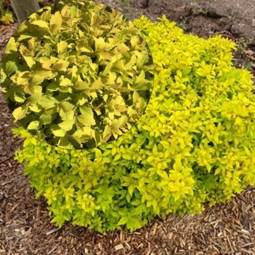 Spiraea japonica 'Zen'Spirit Gold' - Jaapani enelas 'Zen'Spirit Gold' C5/5L